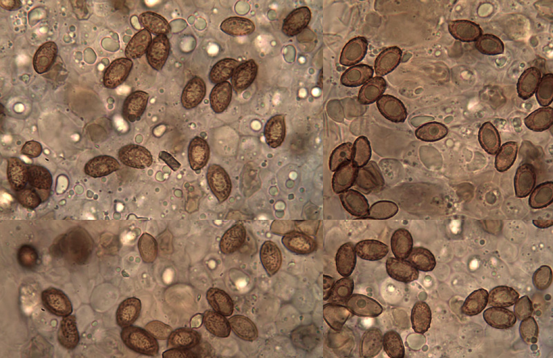 Cortinarius disjungendus